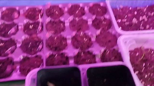 #вечер#сварила суп#рассада#стыд#позор ?