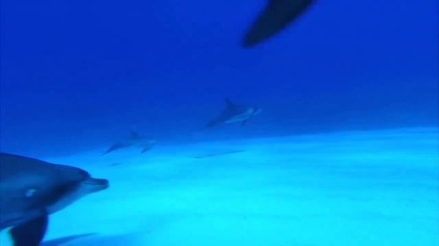 Релакс Подводные съемки океана смотреть онлайн