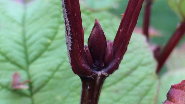 Guelder rose (Viburnum opulus) - buds close up - October 2017 смотреть онлайн