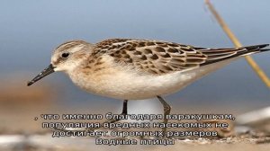 Боровая дичь