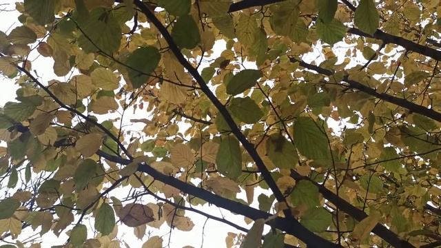 18 ноября народный праздник ДЕНЬ ИОНЫ. ДЕНЬ МЛЕЧНОСТИ. ЧТО НЕЛЬЗЯ ДЕЛАТЬ... народные приметы смотреть онлайн