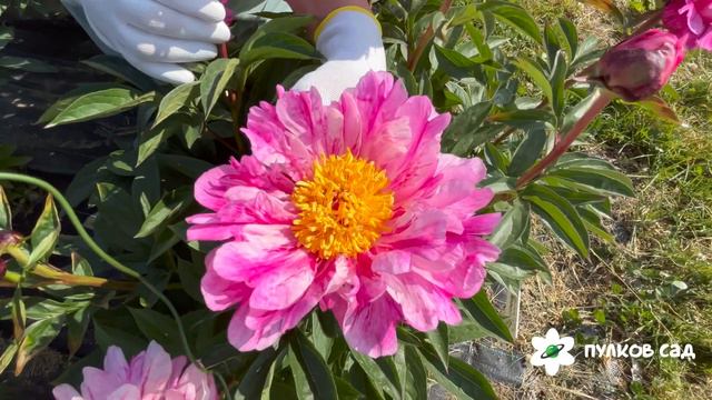 Circus Circus peony. Циркус Циркус пион. Пулков сад смотреть онлайн