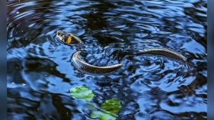 Презентация «Земноводные и пресмыкающиеся» окружающий мир 2 «А»