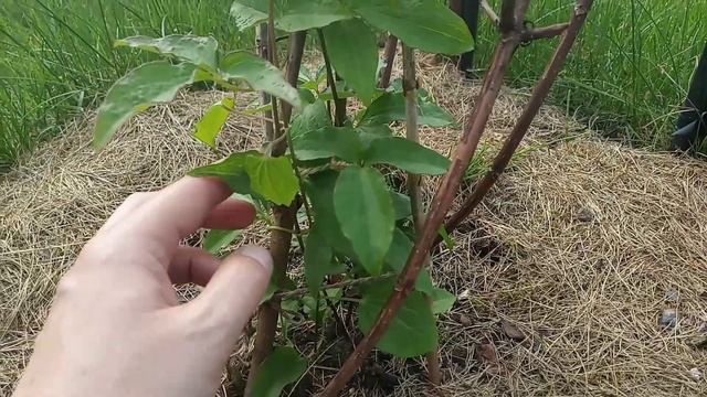 Итоги зимнего укрытия, работает или нет? Размножение клематисов одревесневшими побегами. смотреть онлайн