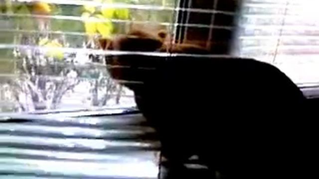 рыжий рвется на улицу.avi смотреть онлайн