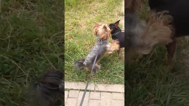 Как мая сабака дирёца смотреть онлайн