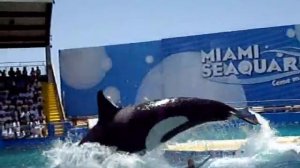 Seaquarium Miami