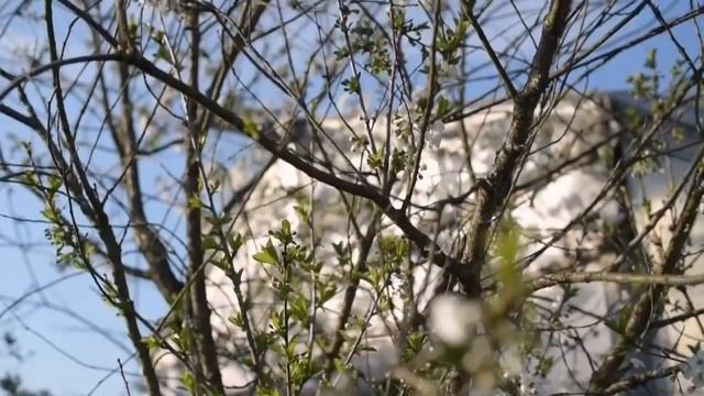 дача черешня смотреть онлайн