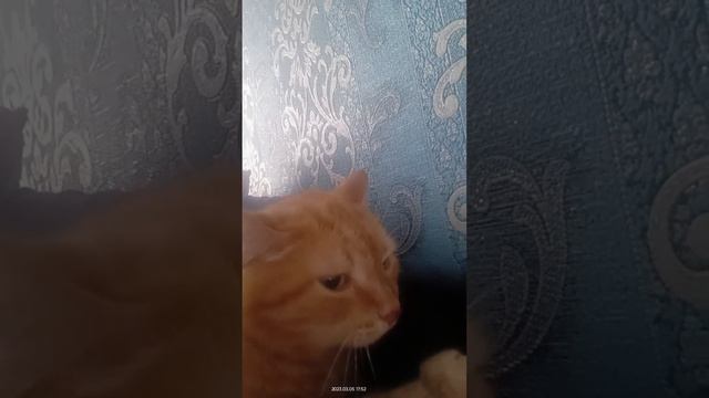 У Кузи сегодня счастливый день,все дома. смотреть онлайн