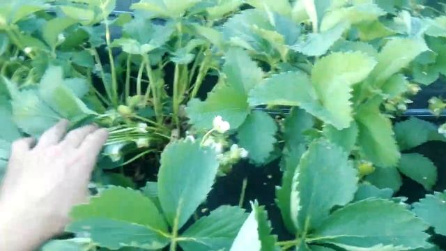 Агротехника Клубники на примере сорта Царица. смотреть онлайн