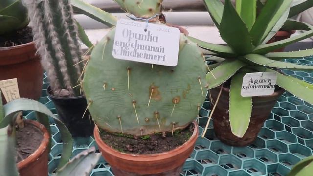 #МойБыт#ВедуБеседу#Осень2020БотаническийСад смотреть онлайн