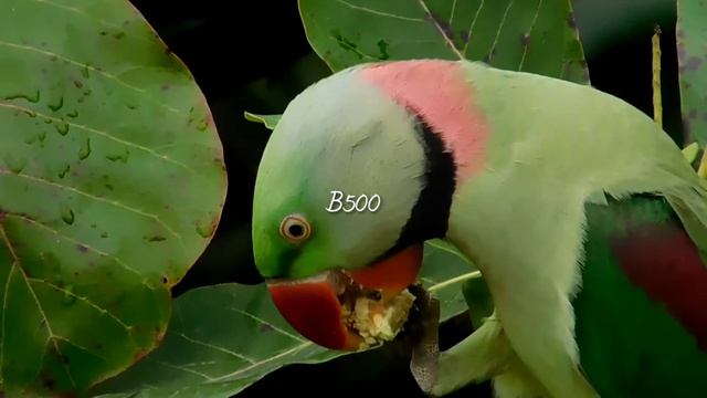 Nikon Coolpix B500 40x Zoom 4k Video 2021 Nature Bird HD VIDEO