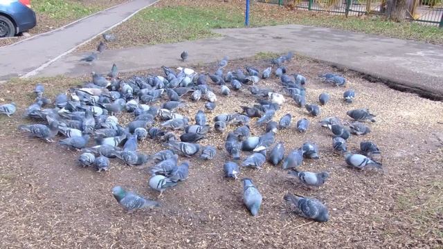 Чем кормить голубей смотреть онлайн