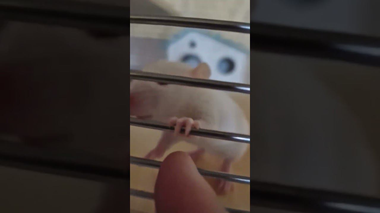 ▷Первое утро крысенка в домике◁ смотреть онлайн