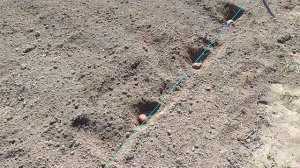 Картофель "Кемеровчанин", от посева до уборки.