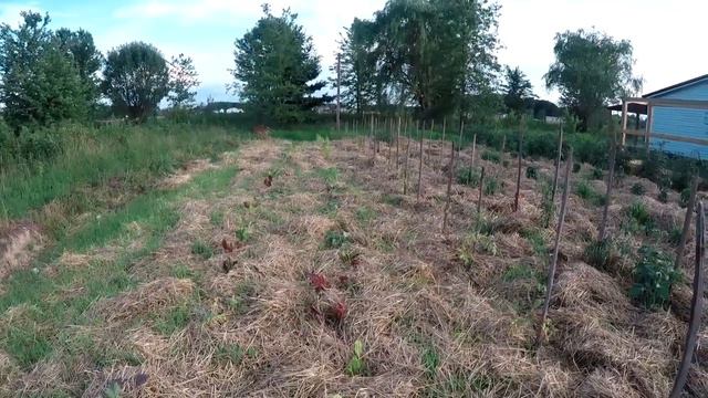 hardy kiwi trellis and raised bed update 6-24-18. смотреть онлайн