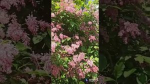 Сирень венгерская