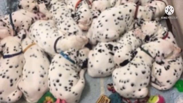 Собака не могла долго разродится, но когда она родила, то все замерли от удивления. Такое бывает??? смотреть онлайн