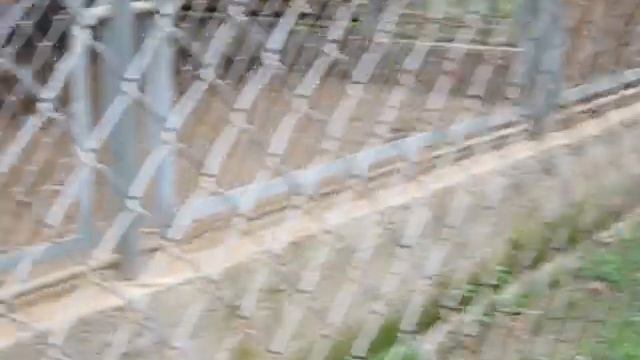 Томская писаница Рысь