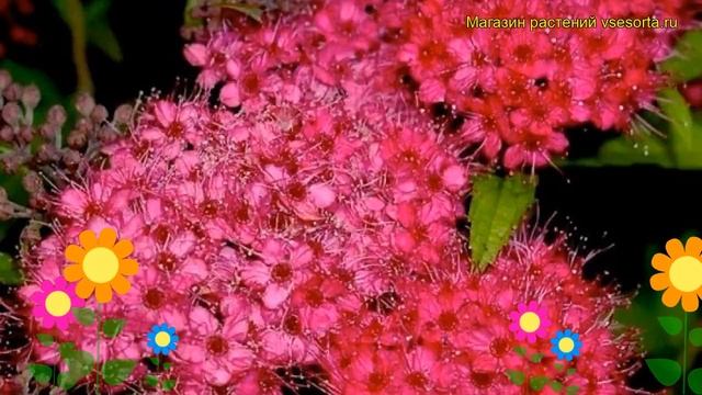 Спирея японская Зигунерблют. Краткий обзор, описание характеристик Spiraea Japonica Zigeunerblut