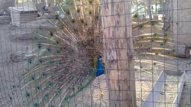 Шикарный павлин по моей просьбе распушил свой хвост! смотреть онлайн