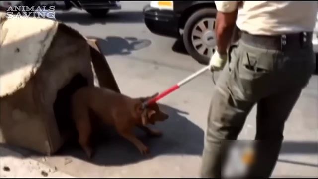 Сняв доску и заглянув внутрь, спасатели заметили бедного испуганного пса❗ смотреть онлайн