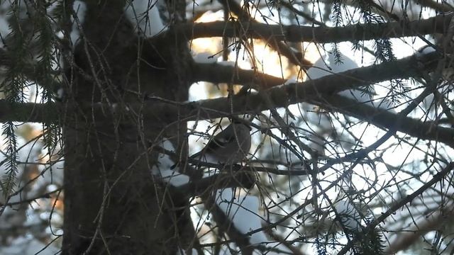 №2872 14 12 2022 В лесу смотреть онлайн