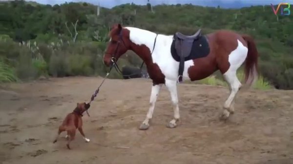 video_1015758785078.mp4