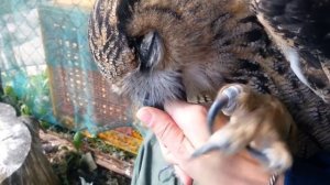 Ёлкины нежности. Филин играет с рукой.