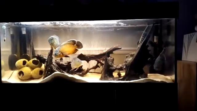 Oscars owning the tank смотреть онлайн
