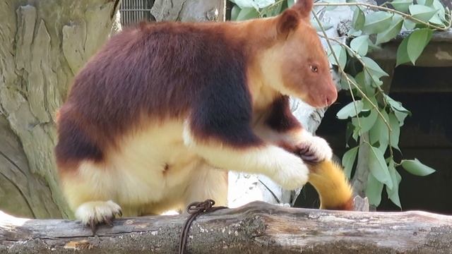 Goodfellow's tree-kangaroo in Yokohama Zoological Garden смотреть онлайн