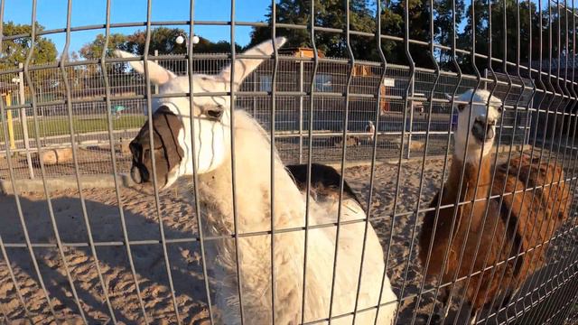 В мире животных Видео 4К смотреть онлайн
