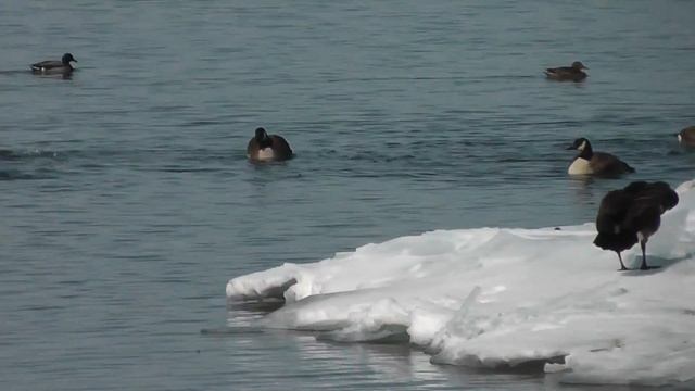 The Canada goose\Канадская казарка смотреть онлайн