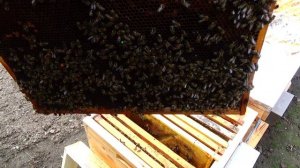 Стартер ож же воспиталка