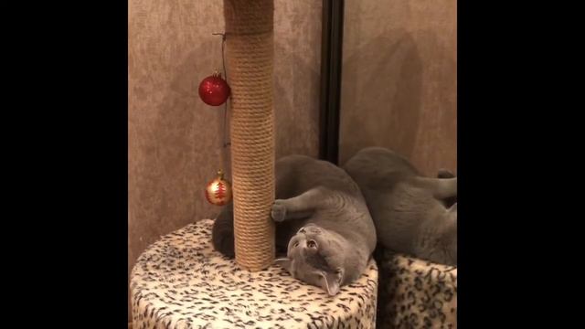 Ёлочные игрушки должны висеть не только на ёлке 🎄 🐈 смотреть онлайн