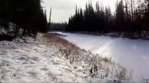 Результат пахучих приманок на соболей вторая часть.