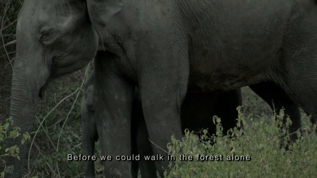 Lantana Camara In South India