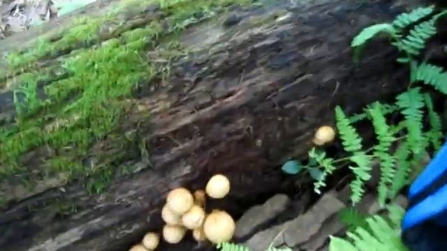 Nimblewill Nomad - Odyssey 2012: NET Mushrooms смотреть онлайн