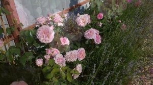 Цветение красавицы - розы Юстасия Вэй??? от Дэвида Остина