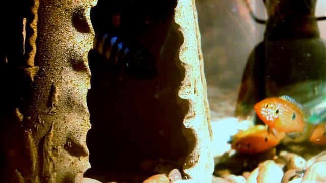 Аквариумные рыбки хромис красавец охраняет икру смотреть онлайн