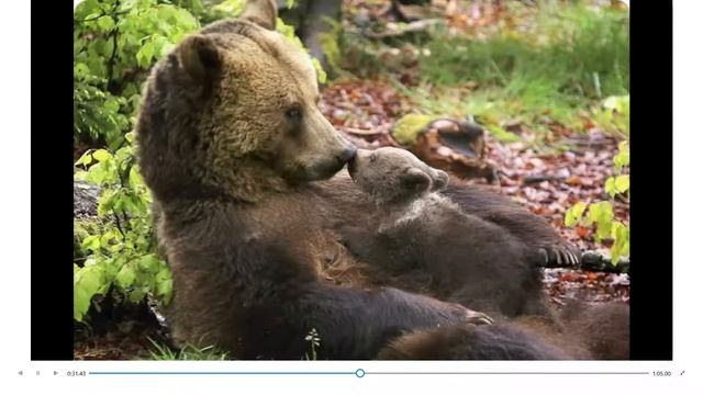 Вступление к мюзиклу "Сказка о двух жадных медвежатах". В лесной избушке. смотреть онлайн