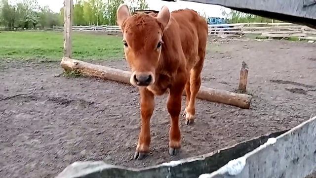 Загуляли сразу две коровы в один день ?бык чуть не задавил корову.телята в загоне. смотреть онлайн
