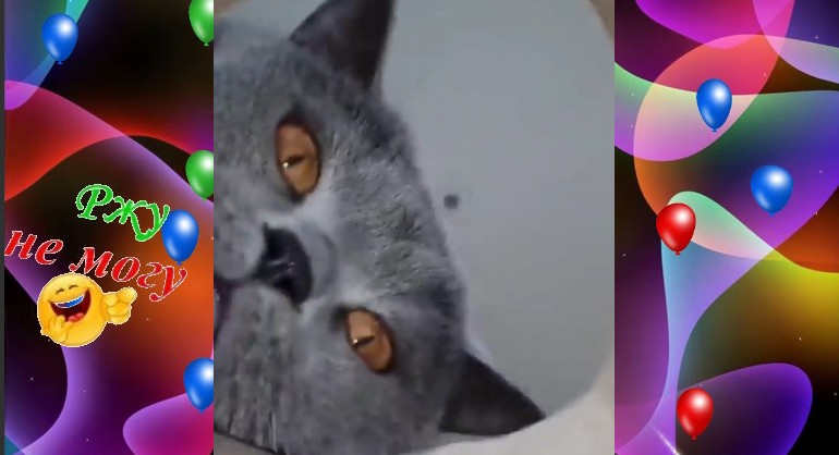 ПРИКОЛЫ С ЖИВОТНЫМИ / СОБАКИ, КОТЫ, ОБХОХОЧЕШЬСЯ /... смотреть онлайн