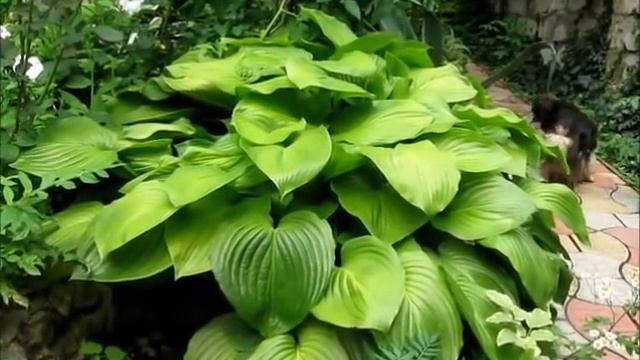 Хоста. Посадка и уход. Host an ornament of any garden! смотреть онлайн