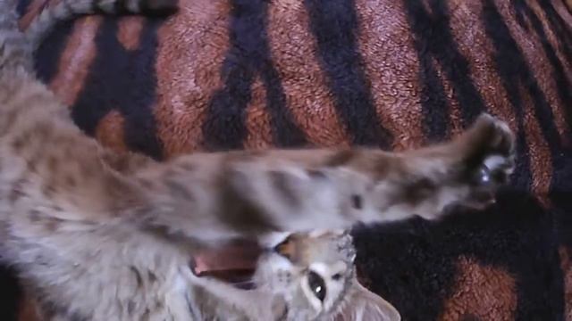 СЛАДКИЙ СОН смотреть онлайн