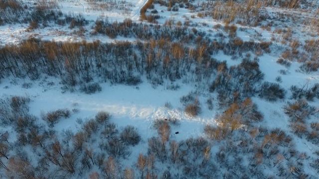 квадрокоптер и лоси в Ярославле смотреть онлайн