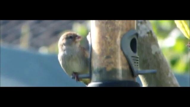 FujiFilm HS20 EXR slow motion, house sparrow (juvenile?) on feeder with lift-off смотреть онлайн