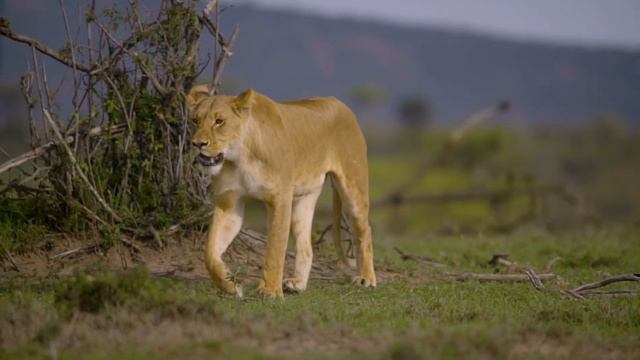 Львицы, львята в дикой природе.