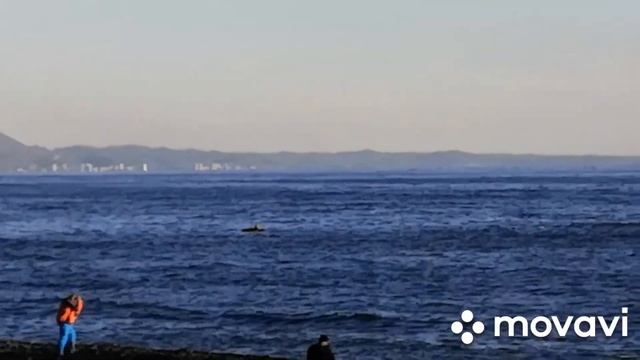 КТО СКАЖЕТ ЧТО  ЗАФИКСИРОВАЛ МОЙ ТЕЛЕФОН ??? ЯВНО НЕ ДЕЛЬФИН ! смотреть онлайн