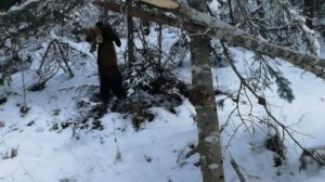 ПРОМЫСЕЛ СОБОЛЯ 2020 ЧАСТЬ 5